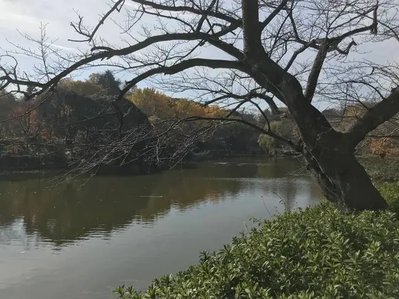 植え込みは椿です。