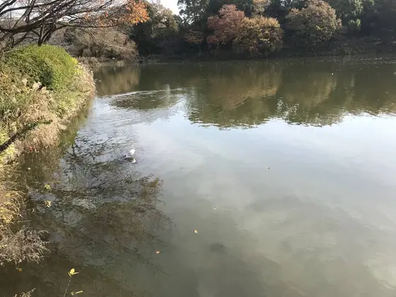 水鳥も楽しそうです。