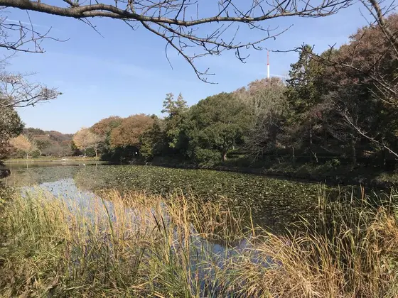 上の池です。
