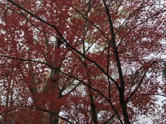 鮮やかな紅