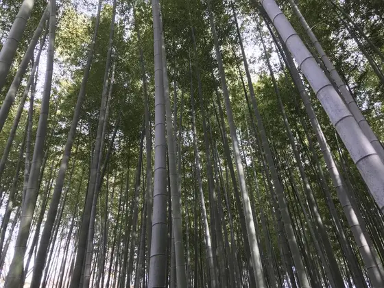 ココだけ見てると嵯峨野ですw