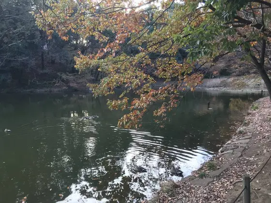宮谷戸の大池