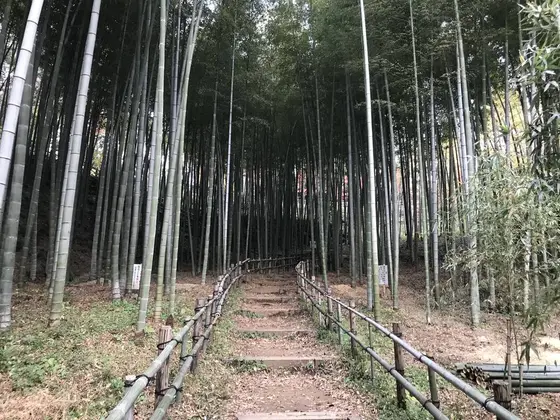 先ずは、竹の小径です。