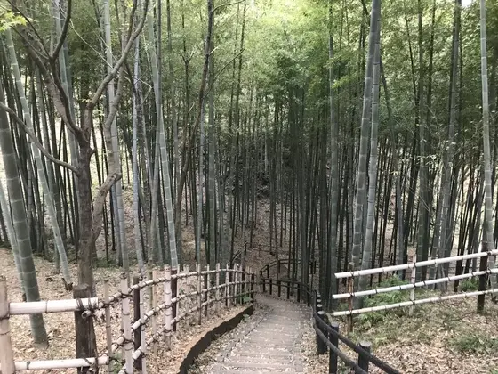 ふりむけば竹林