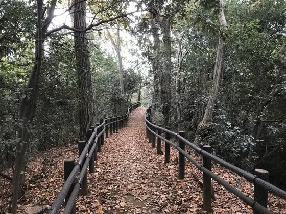 山道っぽくなって来ました♪
