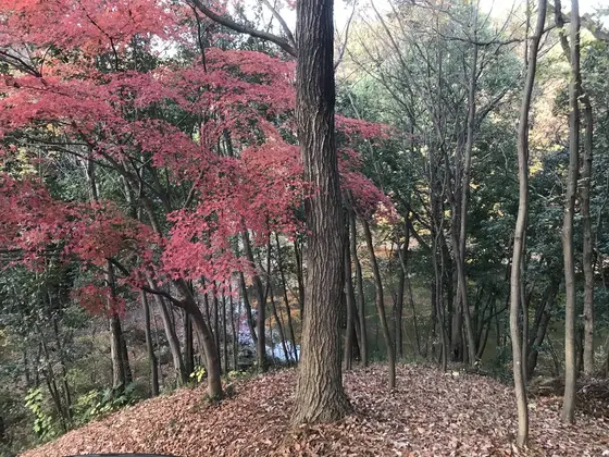 入り組んだ地形が楽しいです。