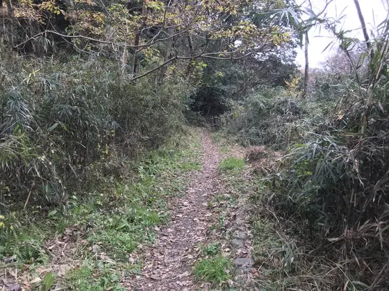 完全に獣道状態に・・・。