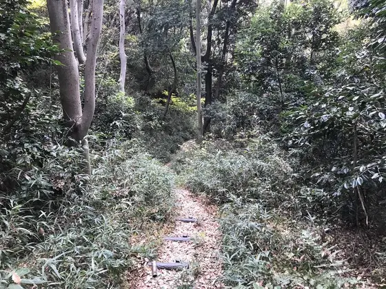 階段登ると獣道w