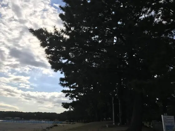 松林が続きます。