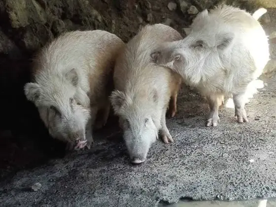 白猪