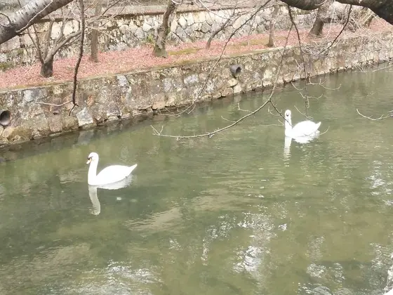 白鳥が遊びに来ていましたよ