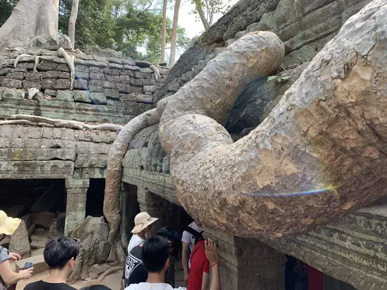 凄い根