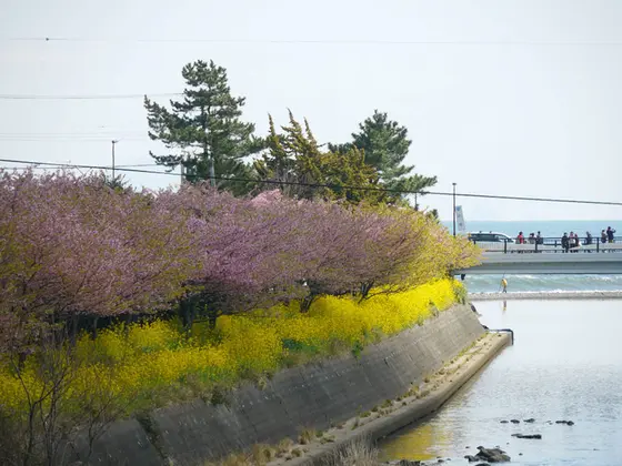 海の近くまでも