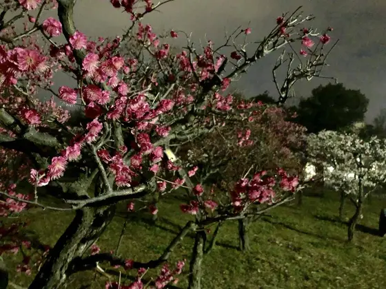 梅林