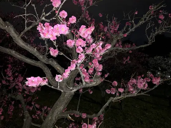 フラッシュ