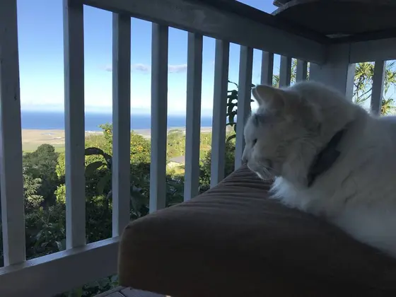 飼い猫のロミオ