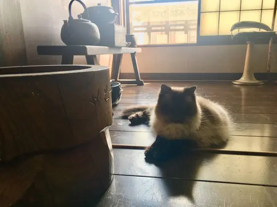 古道具やさんの、ねこ