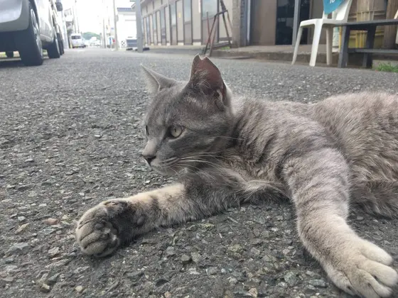 キリッとしてる