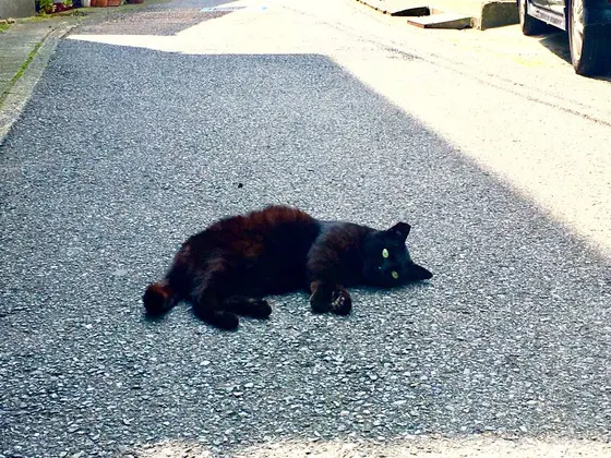 道を阻んできます