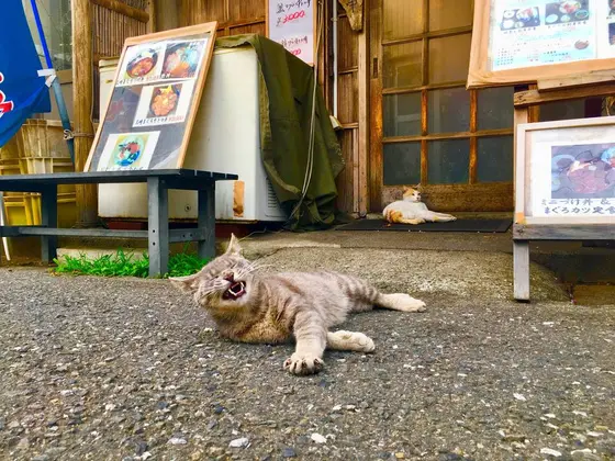 まぐろやさん前に陣取る
