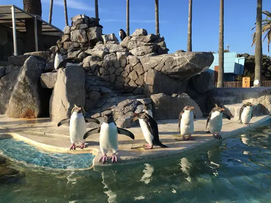ペンギンもカメラ目線