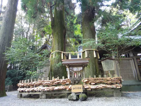 夫婦杉