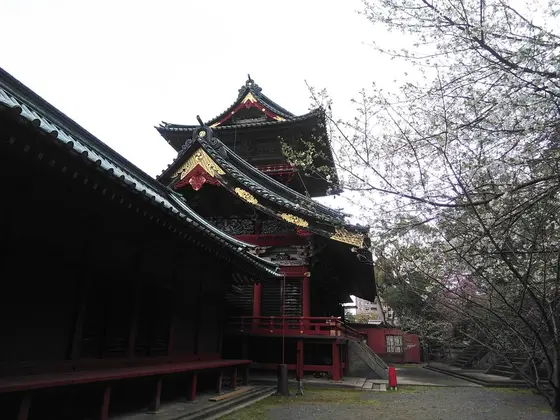 桜に彩られて…