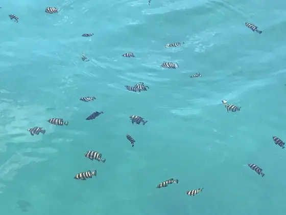 魚が目の前を泳いでいることにビックリ！