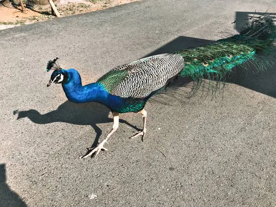 そこら中に孔雀
