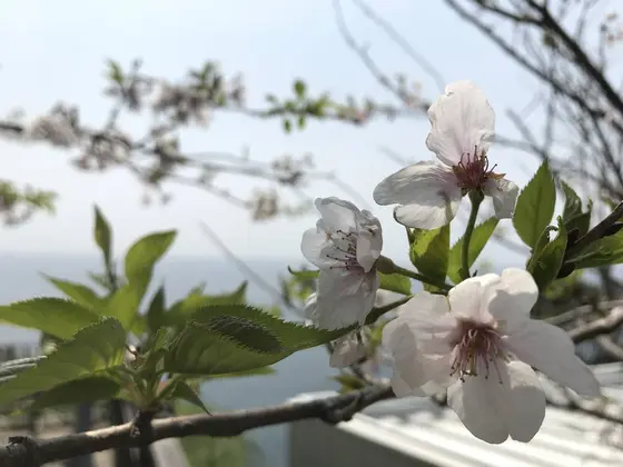 桜