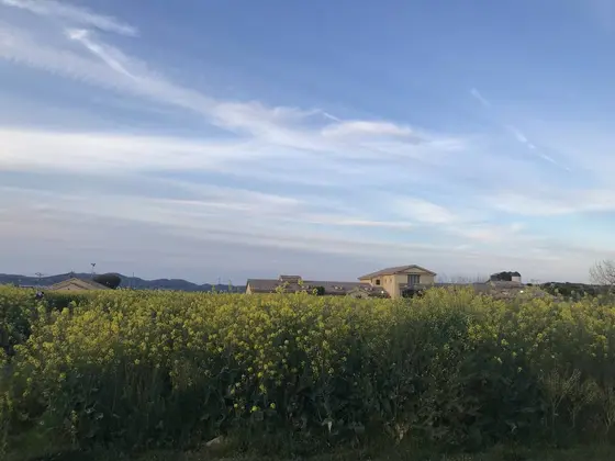菜の花畑