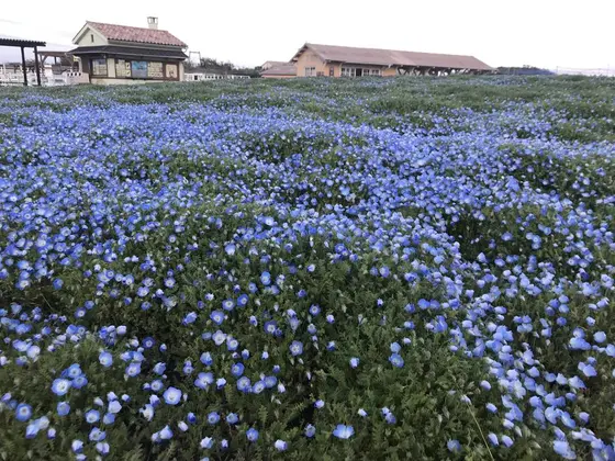 ネモフィラの花
