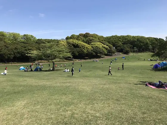 広大な芝生です。