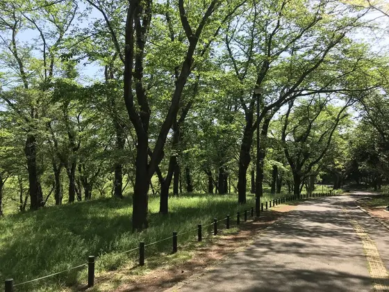 桜山に入ります。