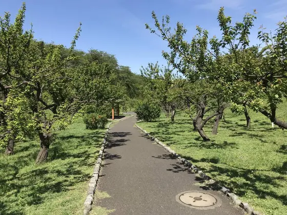 地味ですが梅林も