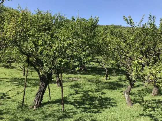 梅林は、中に入れます。
