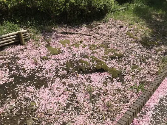 ビューテホー