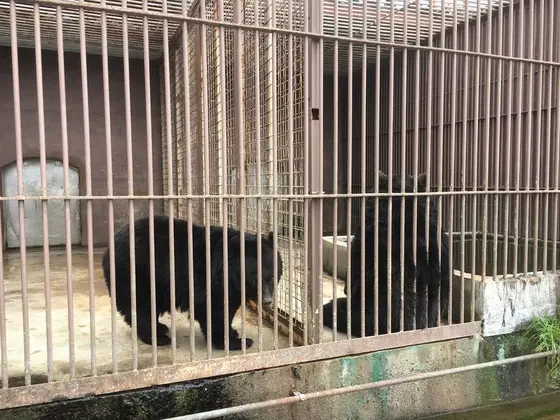 クマたち