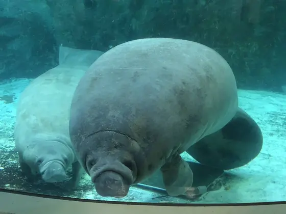 マナティ