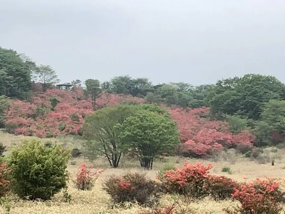 ヤマツツジ