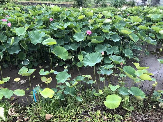 目の前は、ハスの花
