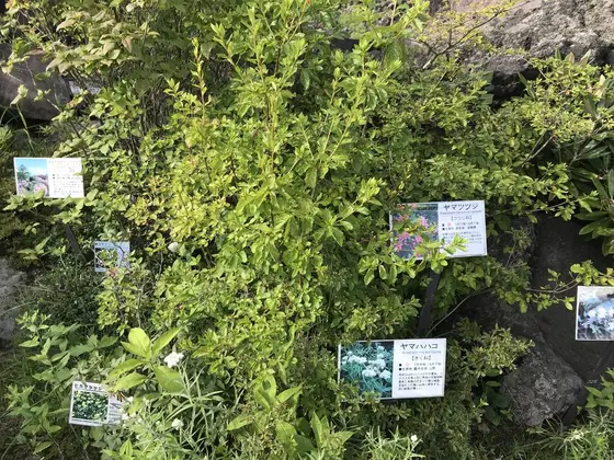 夏の高山植物