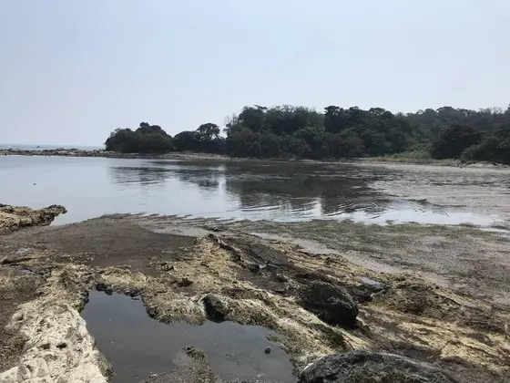 江奈湾干潟