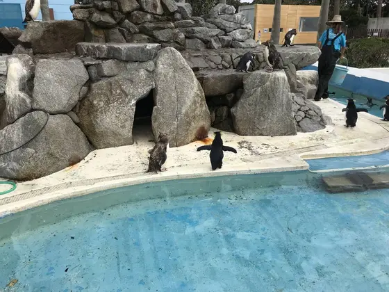 イワトビペンギン