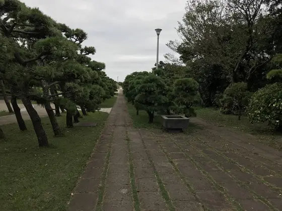 松が斜めに生えてます。