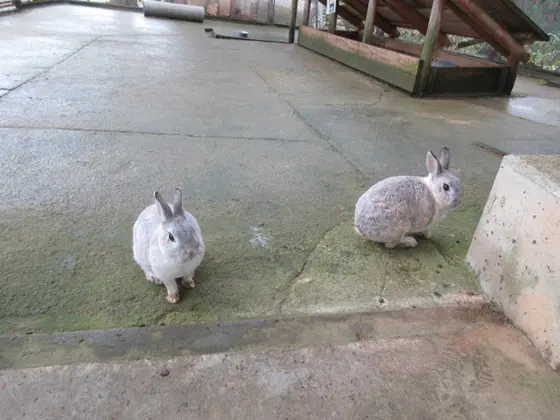 牧場