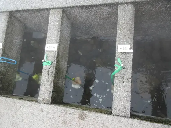 温泉たまご