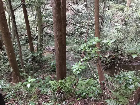 渓谷がチラホラ見えます。