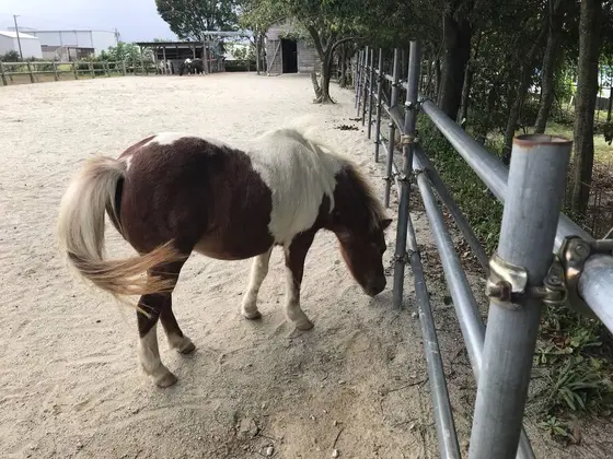 ポニーちゃん