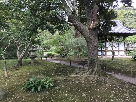 大木も多く歴史を感じます。